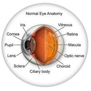 Learn about Eye Anatomy at New Westminster Optometry Clinic